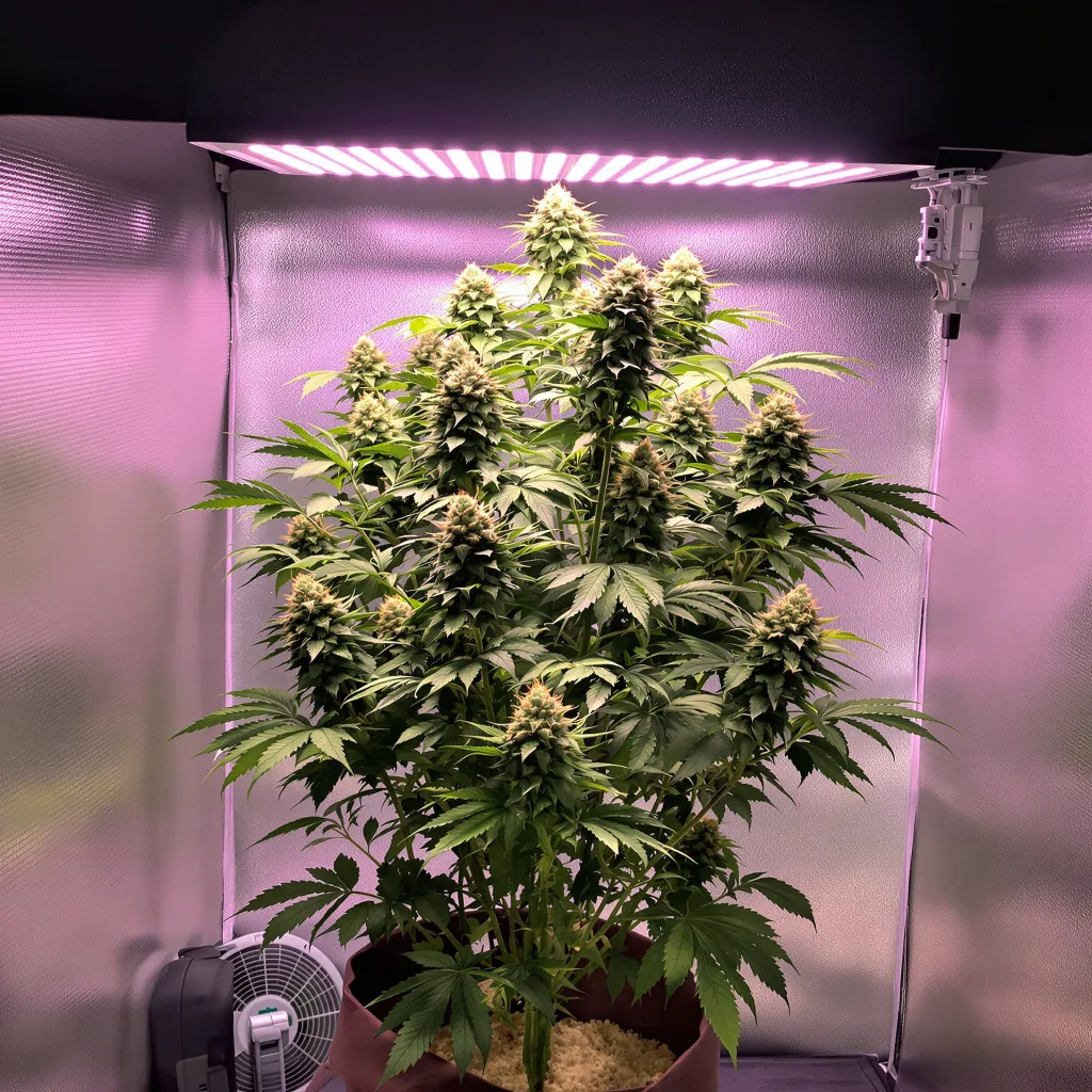 Ice Cream 60% indica / 40% sativa flower with visible trichomes