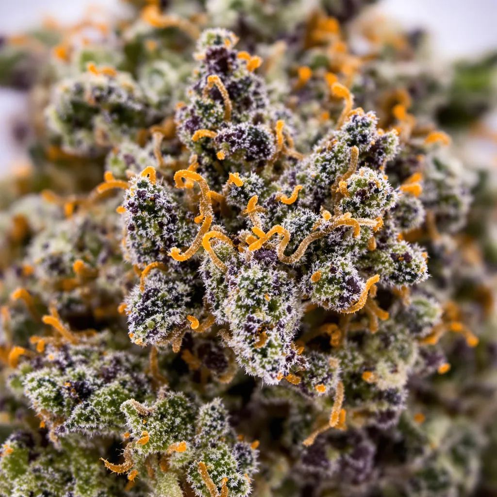 Illuminati cannabis plant in flowering stage — 90-130 cm feminised