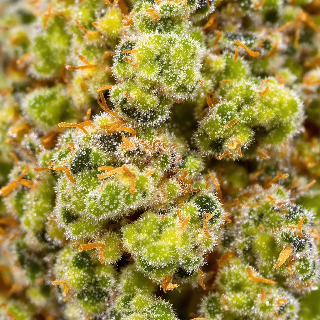 Jack the Ripper cannabis plant in flowering stage — 150-200 cm feminised