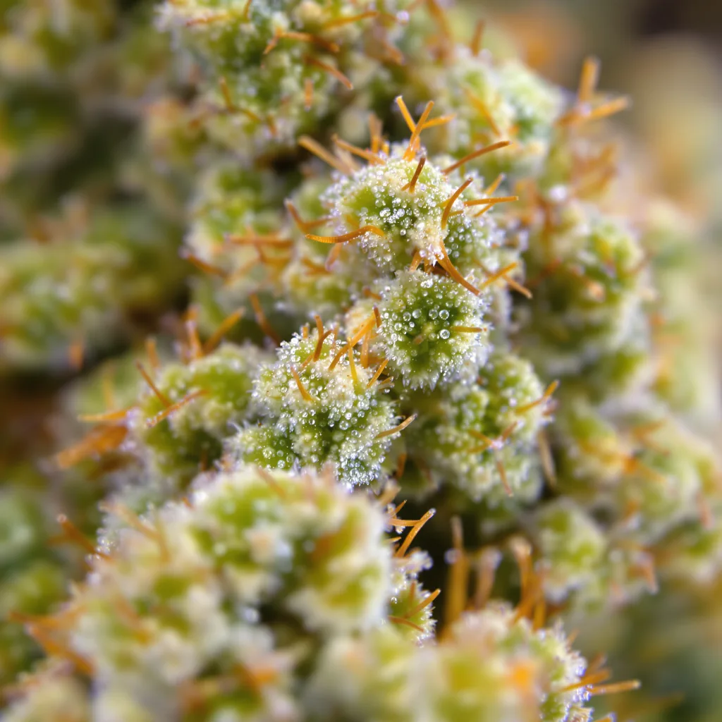 Jamaican Dream cannabis plant in flowering stage — 60-100 cm autoflower