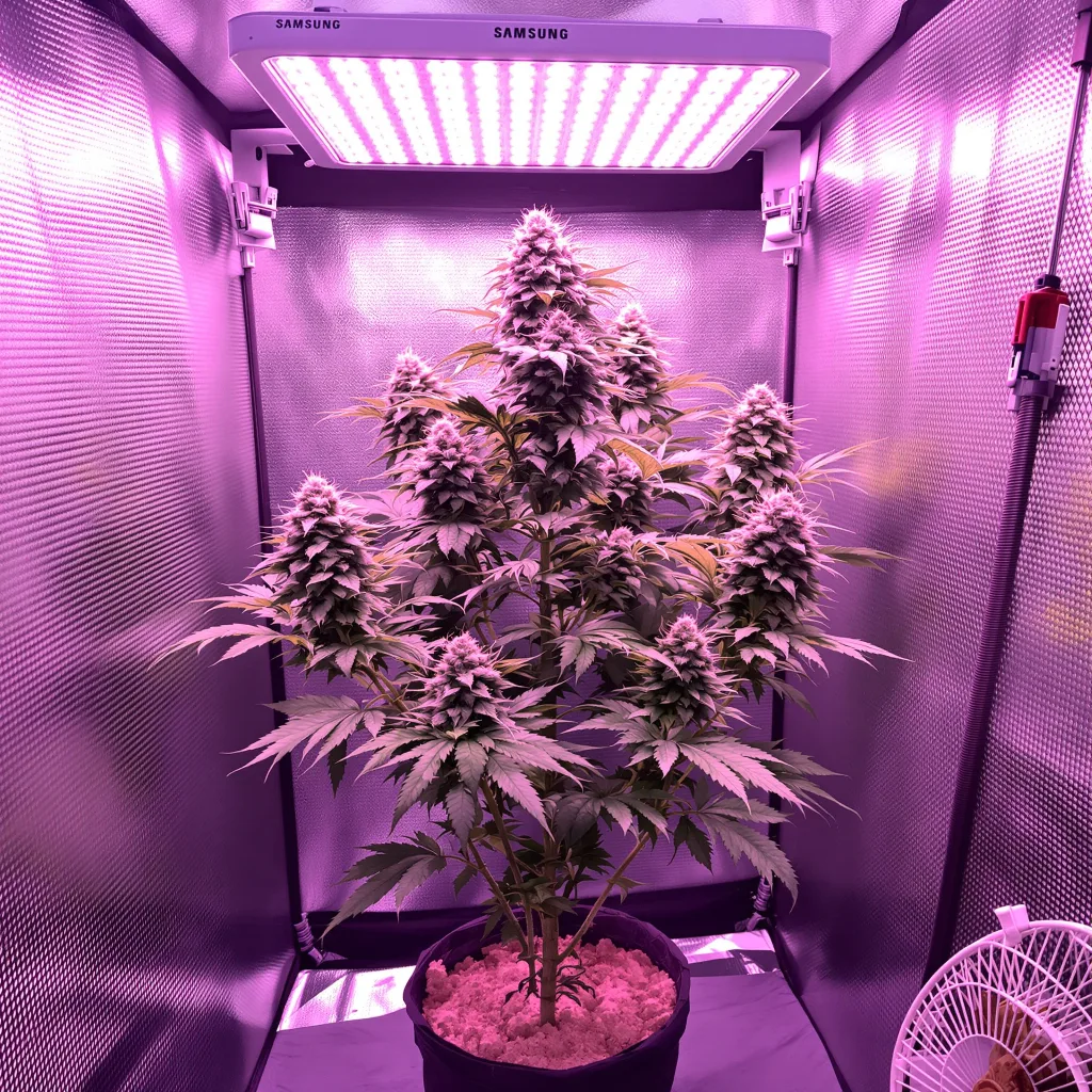 Jungle Lava 63% indica / 37% sativa flower with visible trichomes