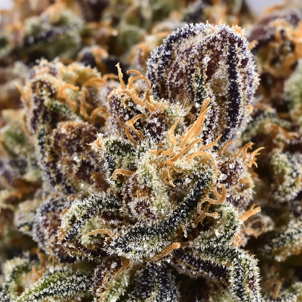 Jupiter OG cannabis plant in flowering stage — 60-100 cm autoflower