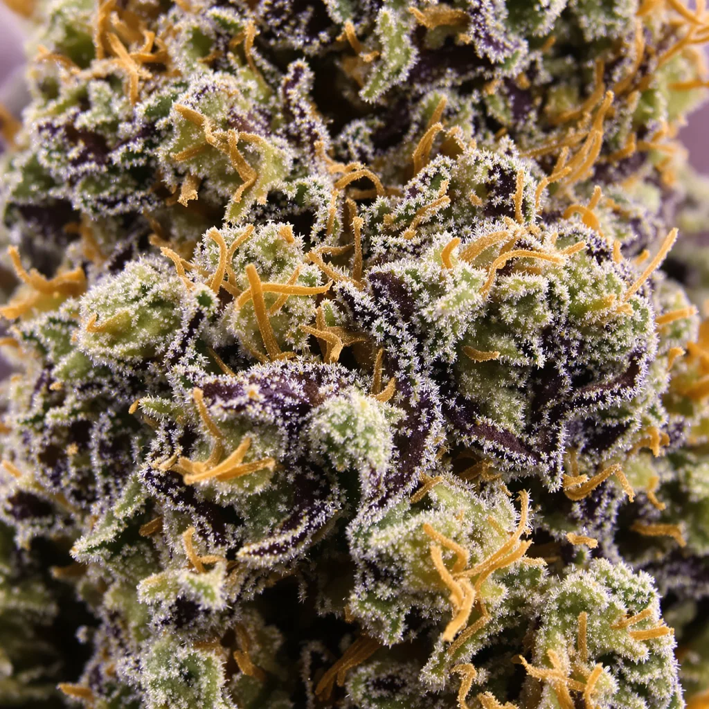 Katsu Bubba Kush cannabis plant in flowering stage — 90-130 cm feminised