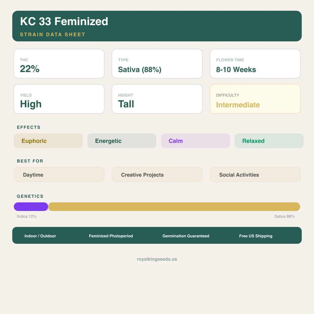 KC 33 12% indica / 88% sativa flower with visible trichomes