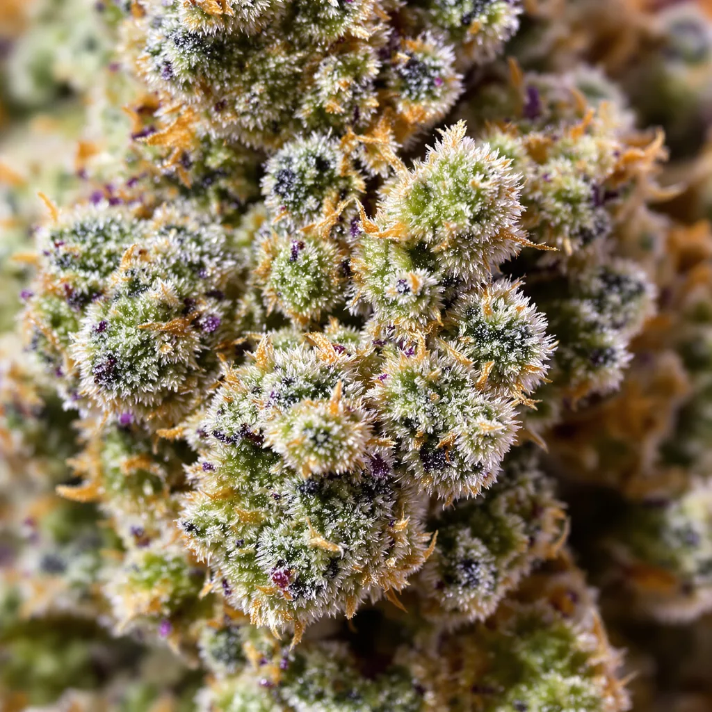 LA Jack cannabis plant in flowering stage — 120-180 cm feminised
