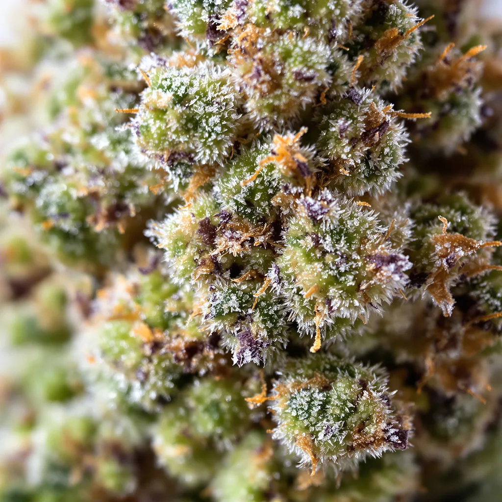 LA Woman cannabis plant in flowering stage — 60-100 cm autoflower