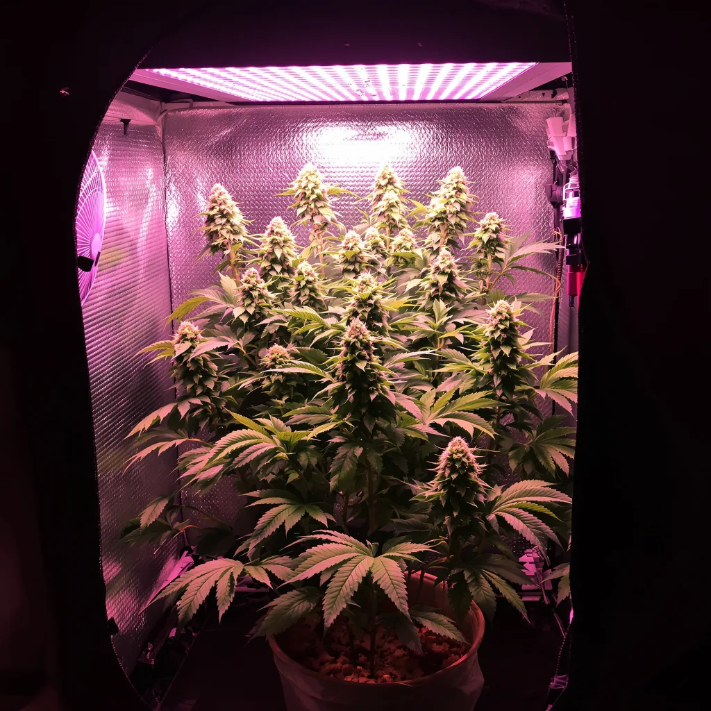 Lemon Diesel 90% indica / 10% sativa flower with visible trichomes