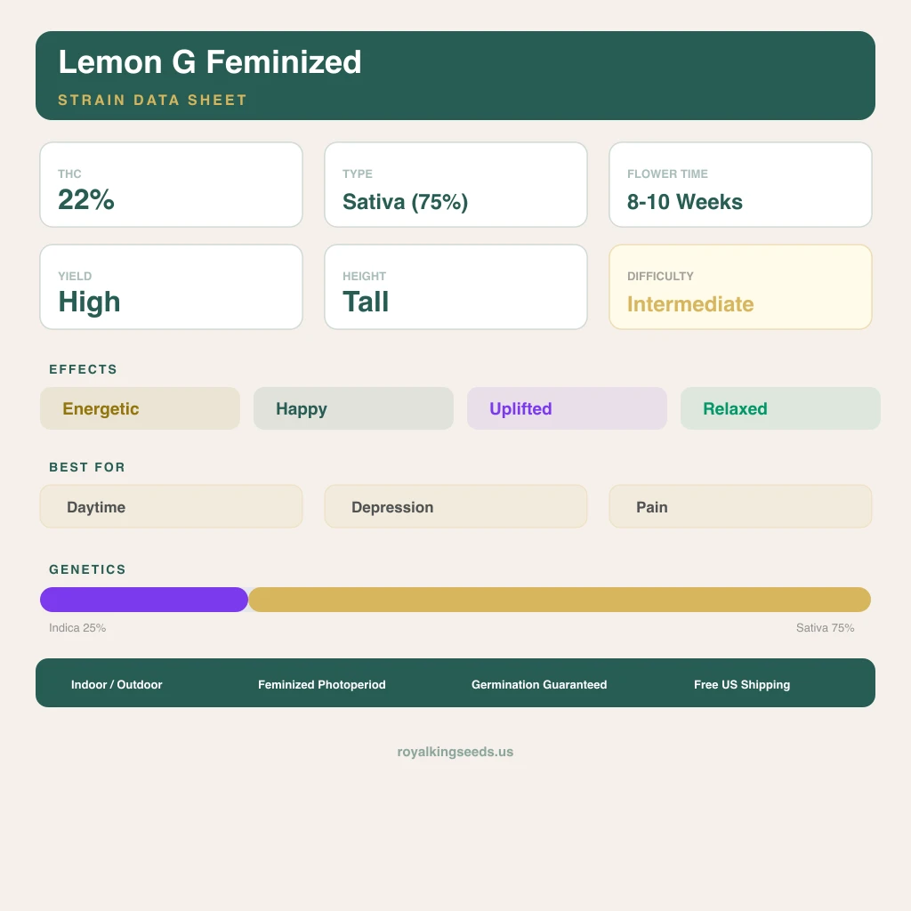 Lemon G 25% indica / 75% sativa flower with visible trichomes
