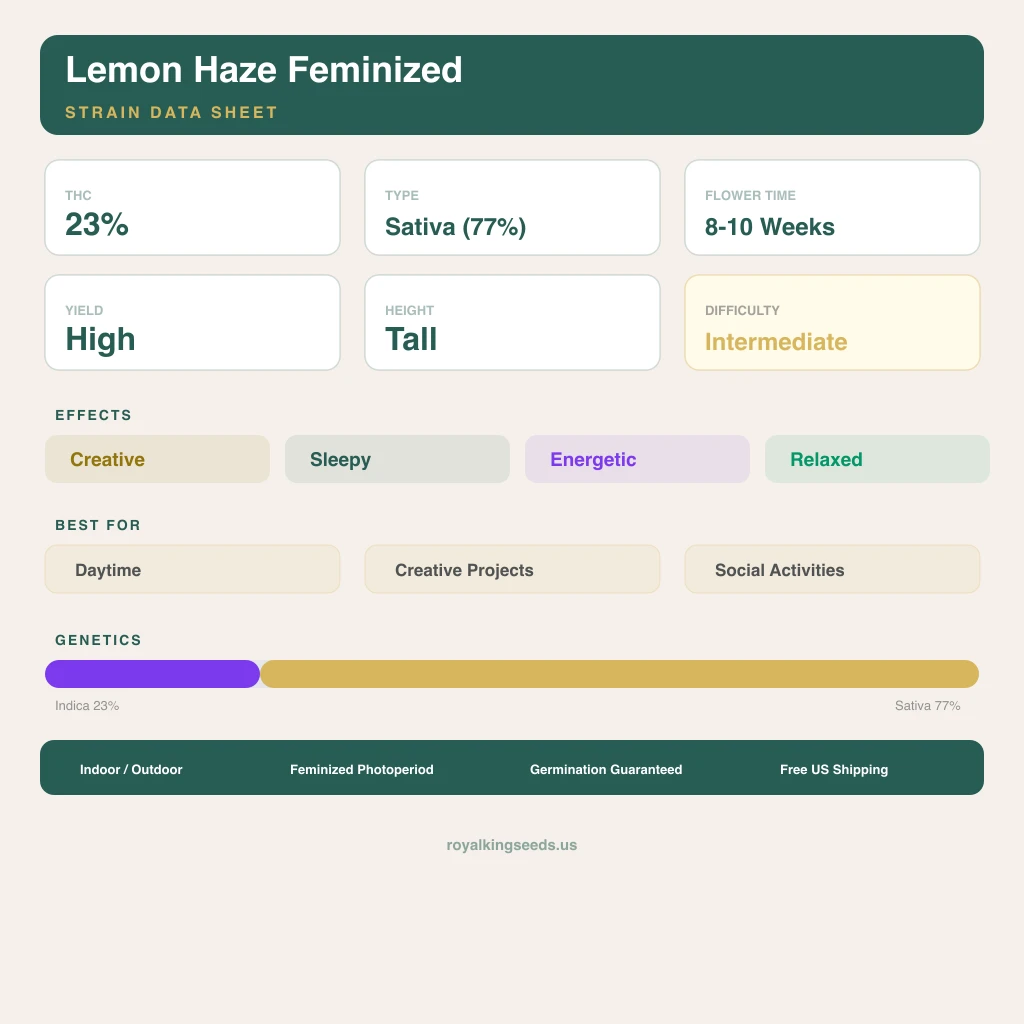 Lemon Haze 23% indica / 77% sativa flower with visible trichomes