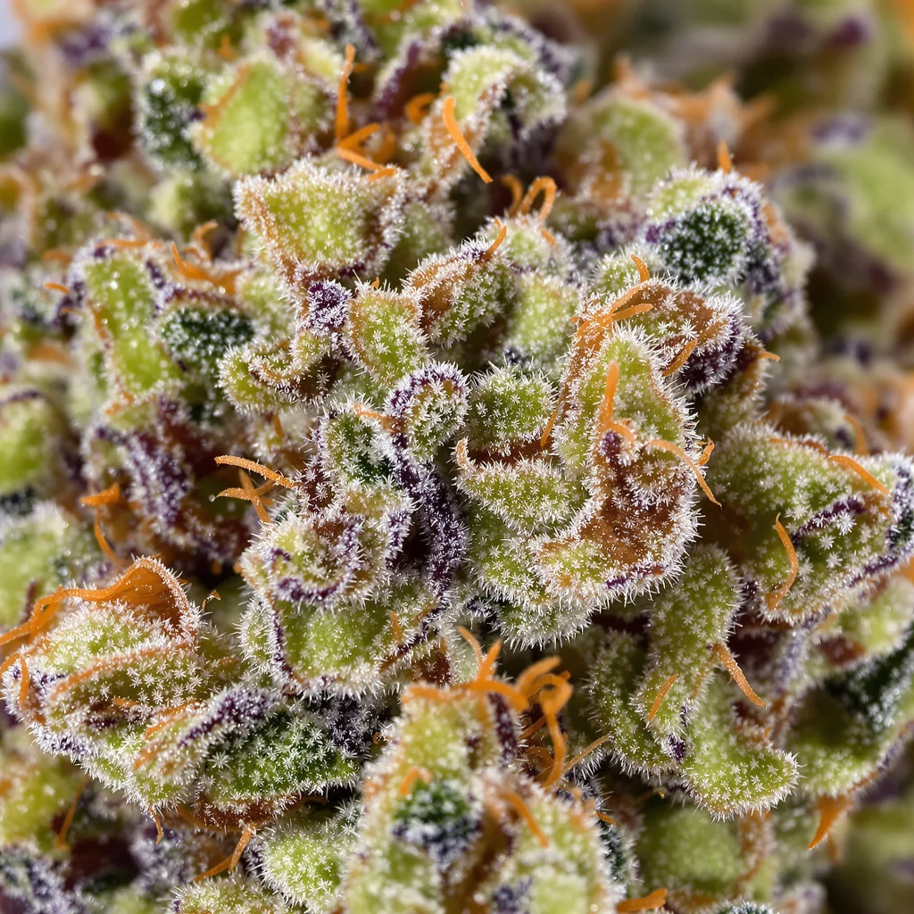 Lemon Skunk cannabis plant in flowering stage — 60-100 cm autoflower