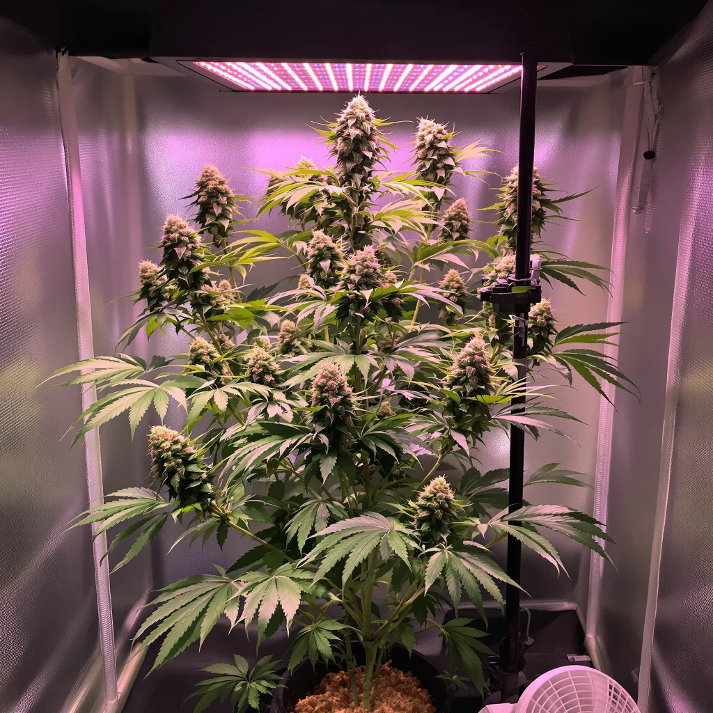 Lucky Charms 50% indica / 50% sativa flower with visible trichomes