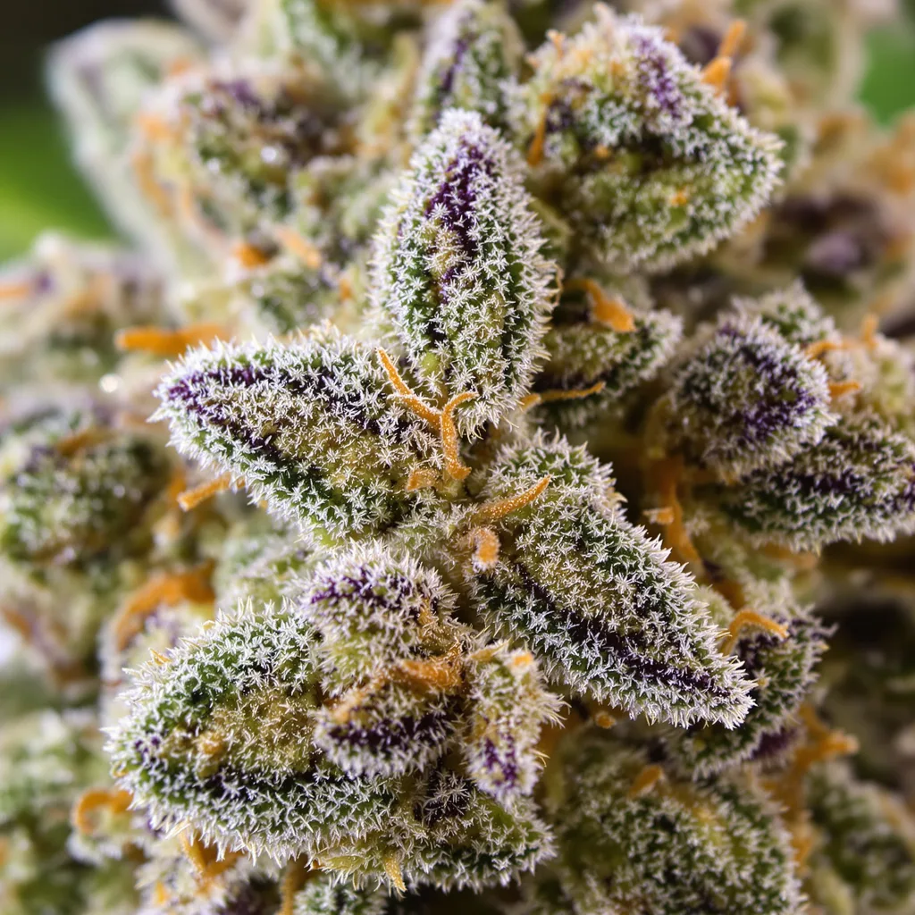 M-39 cannabis plant in flowering stage — 120-180 cm feminised