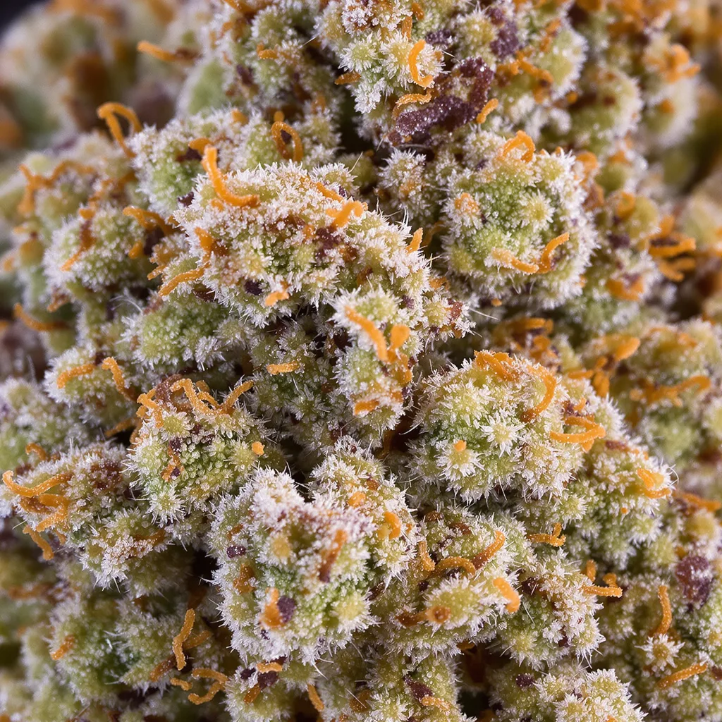Mac 1 cannabis plant in flowering stage — 60-100 cm autoflower