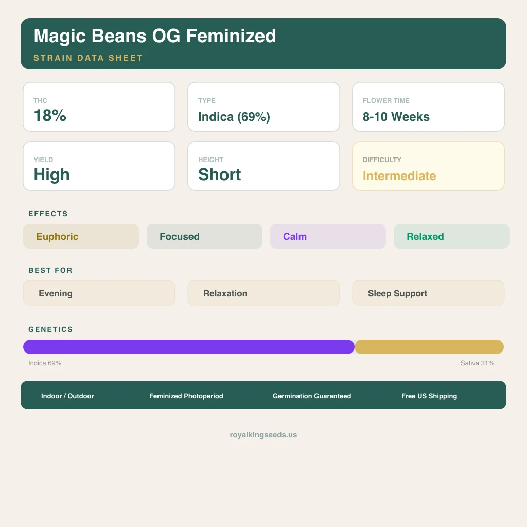 Magic Beans OG 69% indica / 31% sativa flower with visible trichomes