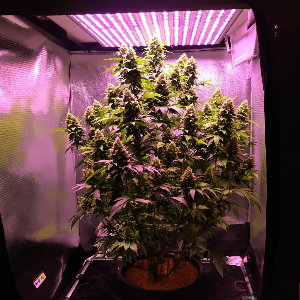 Magnum 49% indica / 51% sativa flower with visible trichomes