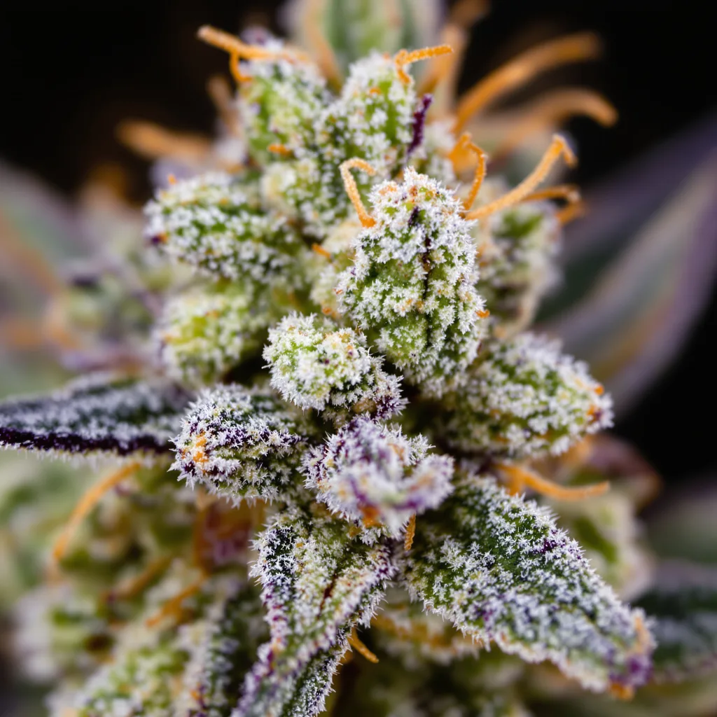 Magnum cannabis plant in flowering stage — 120-180 cm feminised