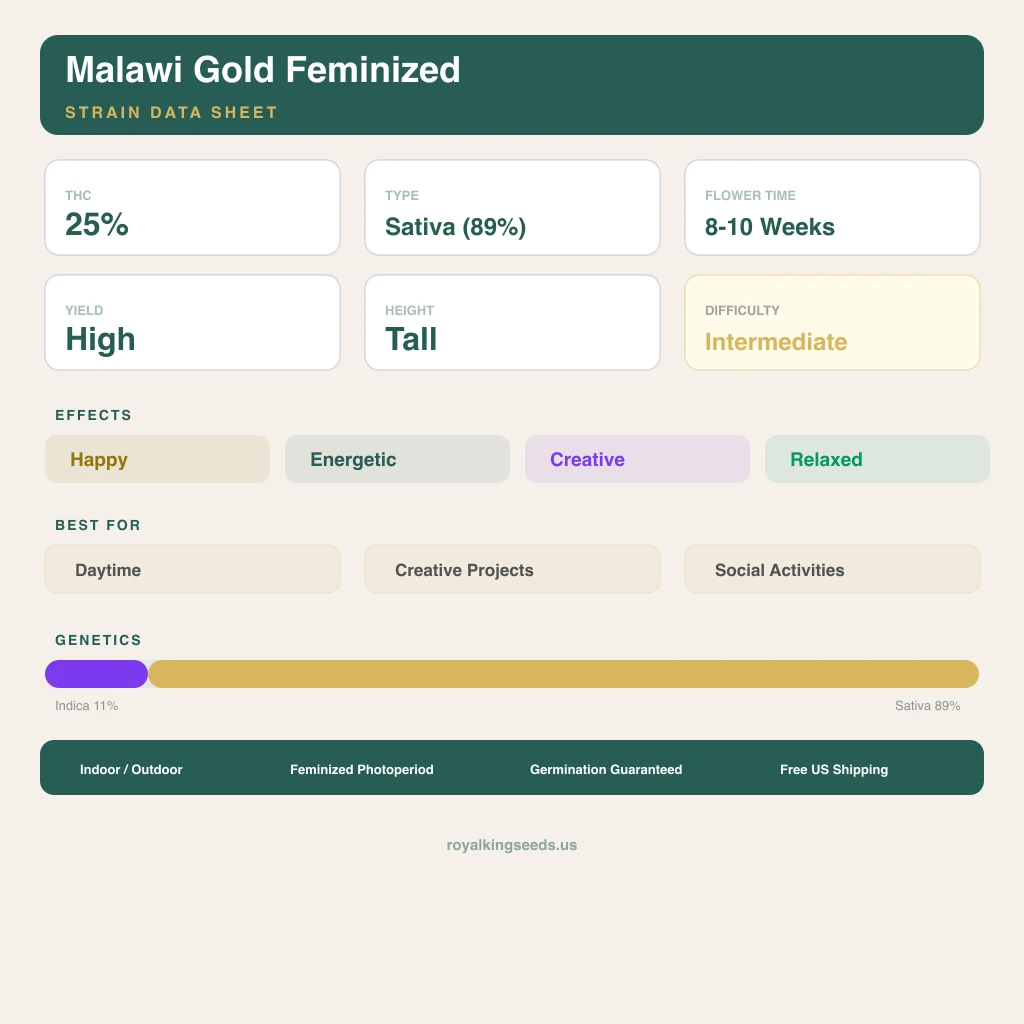Malawi Gold 11% indica / 89% sativa flower with visible trichomes