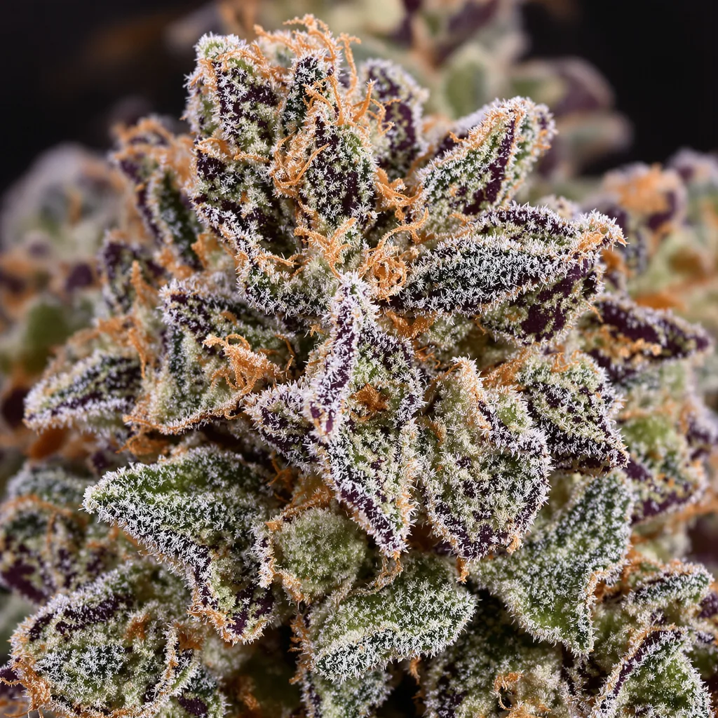 Mandarine cannabis plant in flowering stage — 90-130 cm feminised