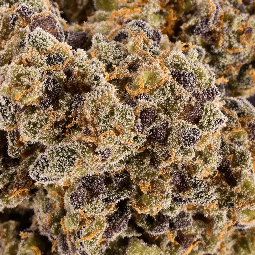 Maple Leaf cannabis plant in flowering stage — 90-130 cm feminised