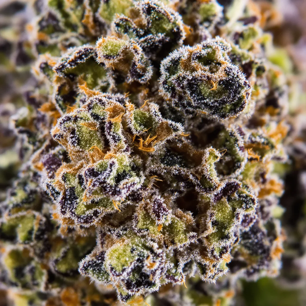 Marionberry Kush cannabis plant in flowering stage — 90-130 cm feminised