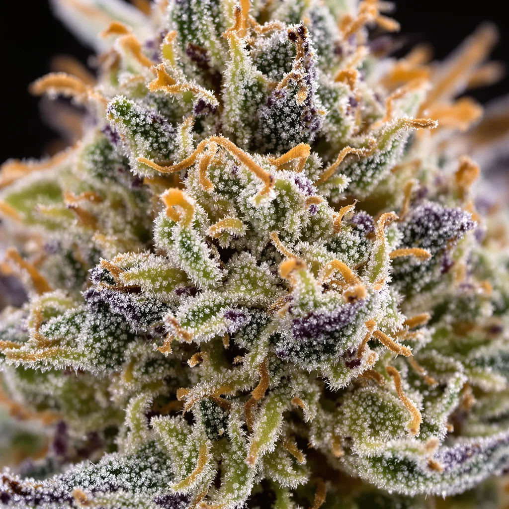 Master Yoda cannabis plant in flowering stage — 60-100 cm autoflower