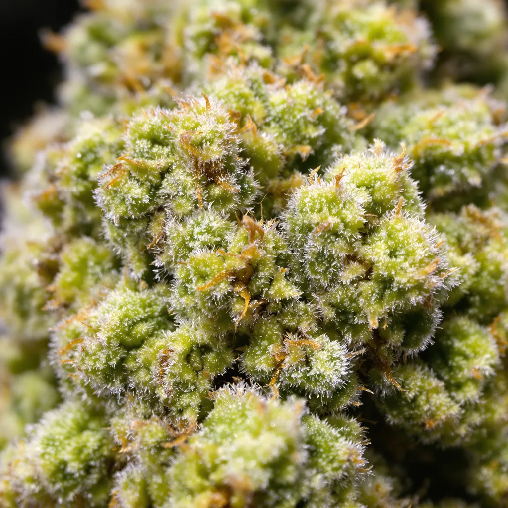 Maui cannabis plant in flowering stage — 60-100 cm autoflower