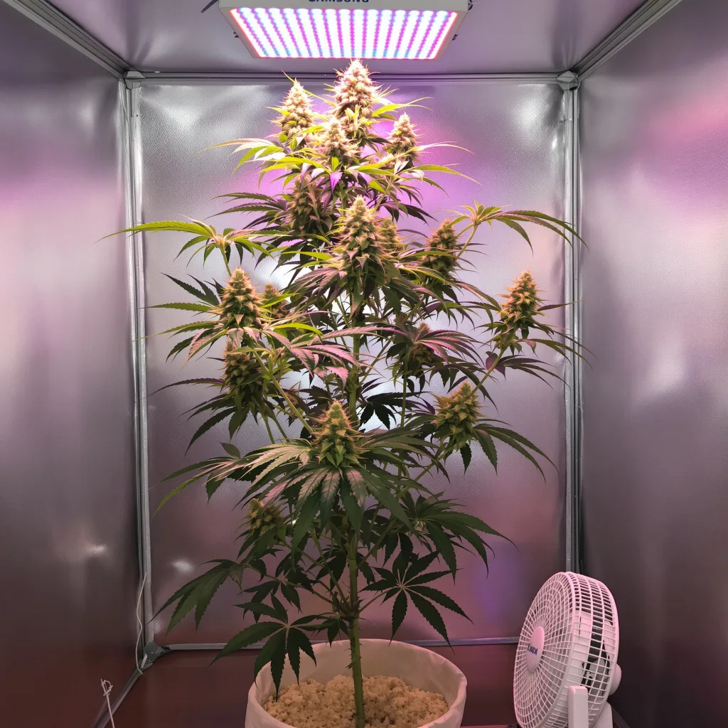 Maui Wowie cannabis plant in flowering stage — 60-100 cm autoflower