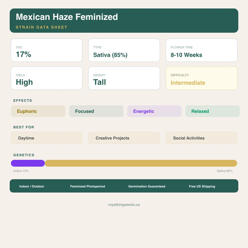 Mexican Haze 15% indica / 85% sativa flower with visible trichomes