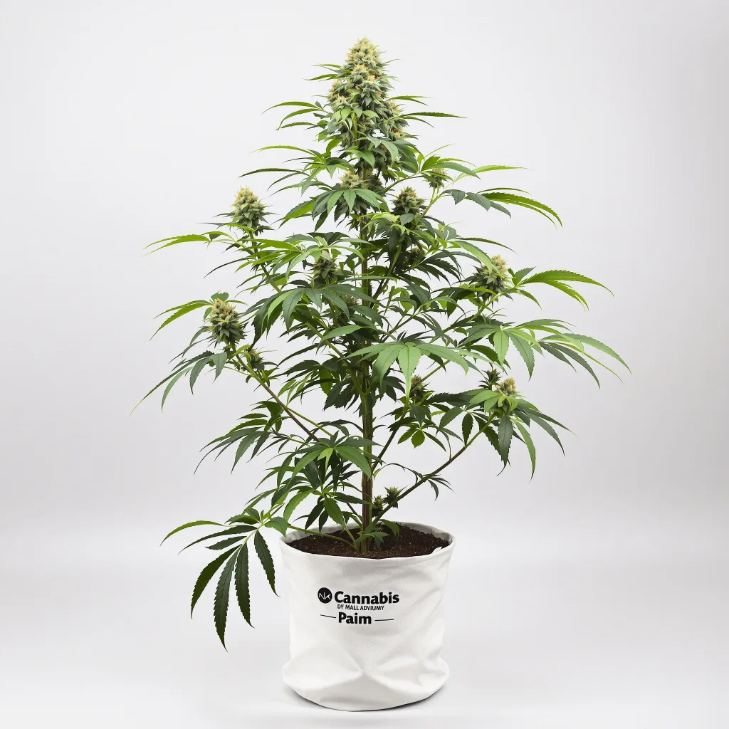 Mint cannabis bud close-up showing balanced bud structure with frosted trichomes