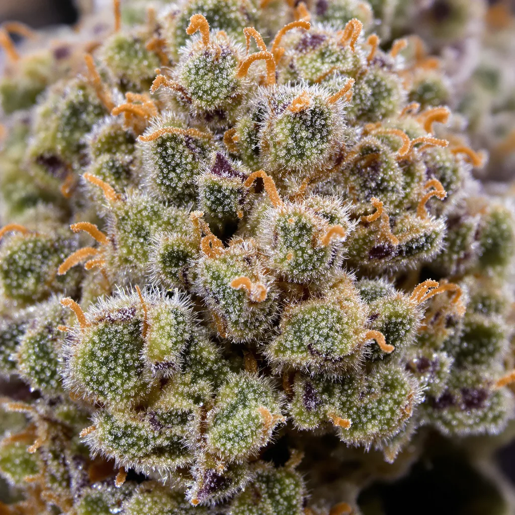 Misty Kush cannabis plant in flowering stage — 120-180 cm feminised