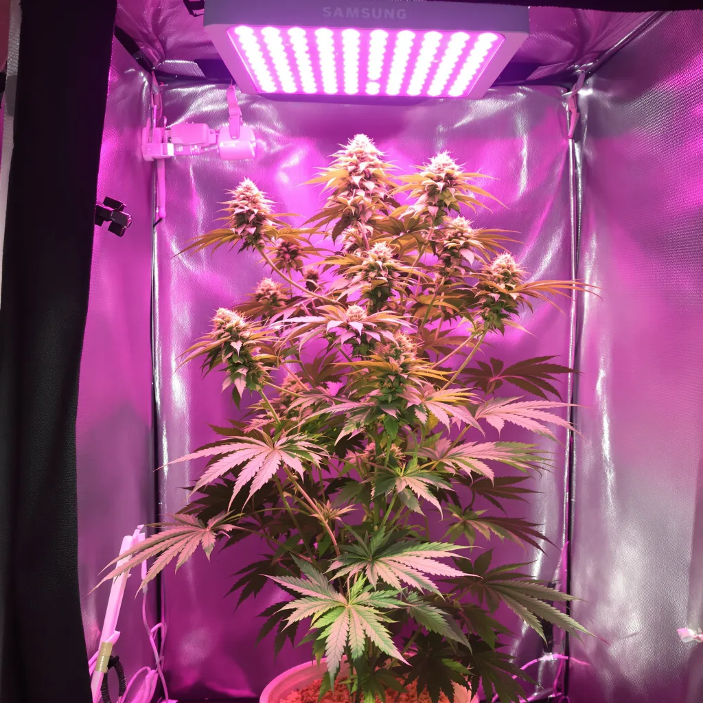 Montana Silvertip 25% indica / 75% sativa flower with visible trichomes