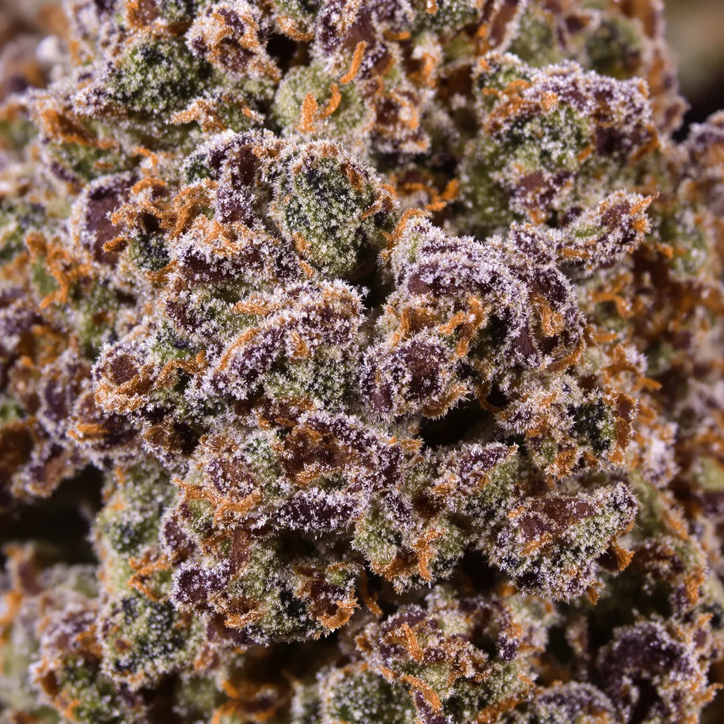 Nicole Kush cannabis plant in flowering stage — 90-130 cm feminised
