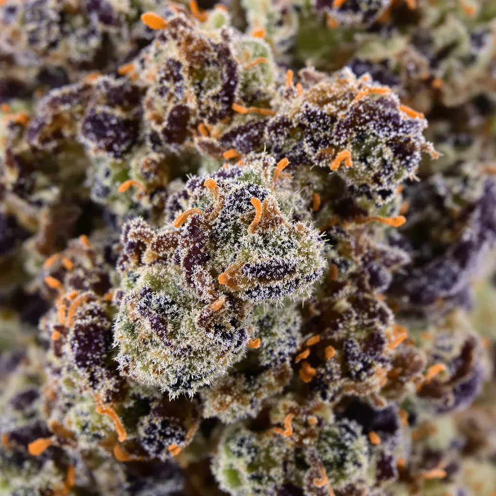 Nightcap cannabis plant in flowering stage — 90-130 cm feminised