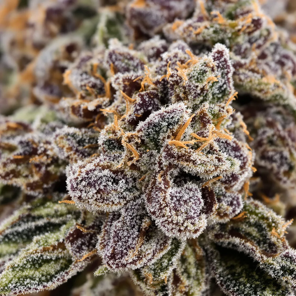 Northern Wreck cannabis plant in flowering stage — 90-130 cm feminised