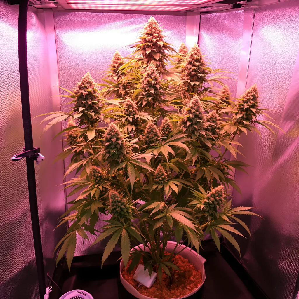 Nuclear Cookies 45% indica / 55% sativa flower with visible trichomes