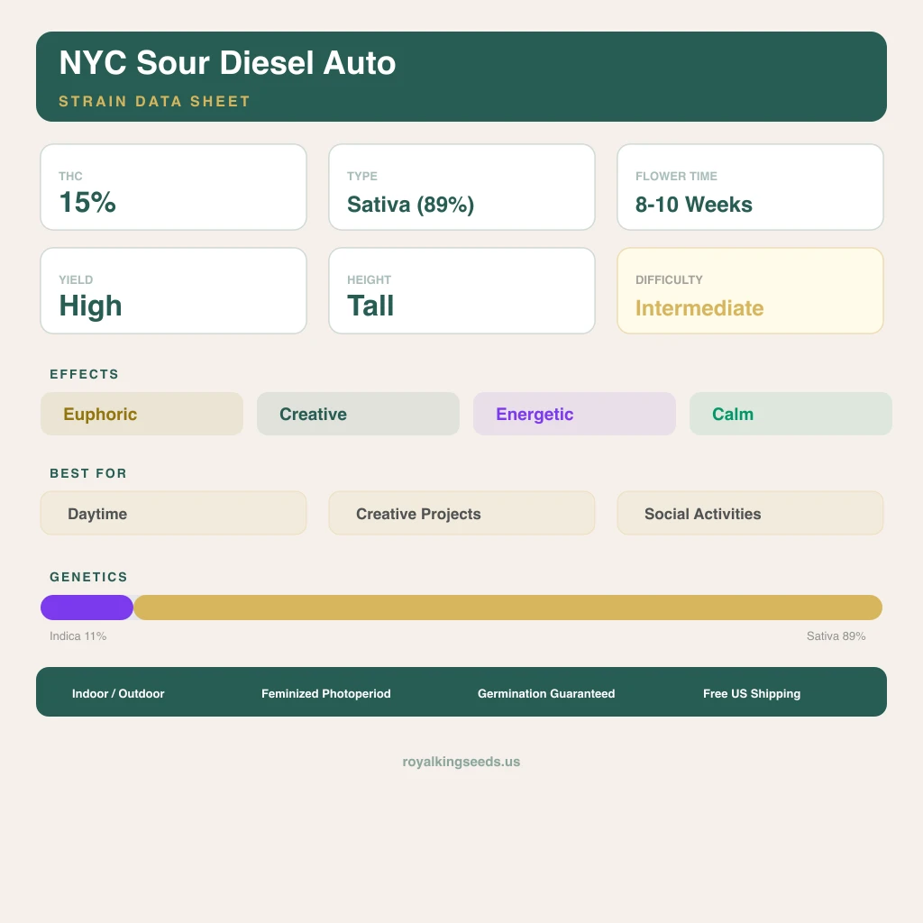 NYC Sour Diesel 11% indica / 89% sativa flower with visible trichomes
