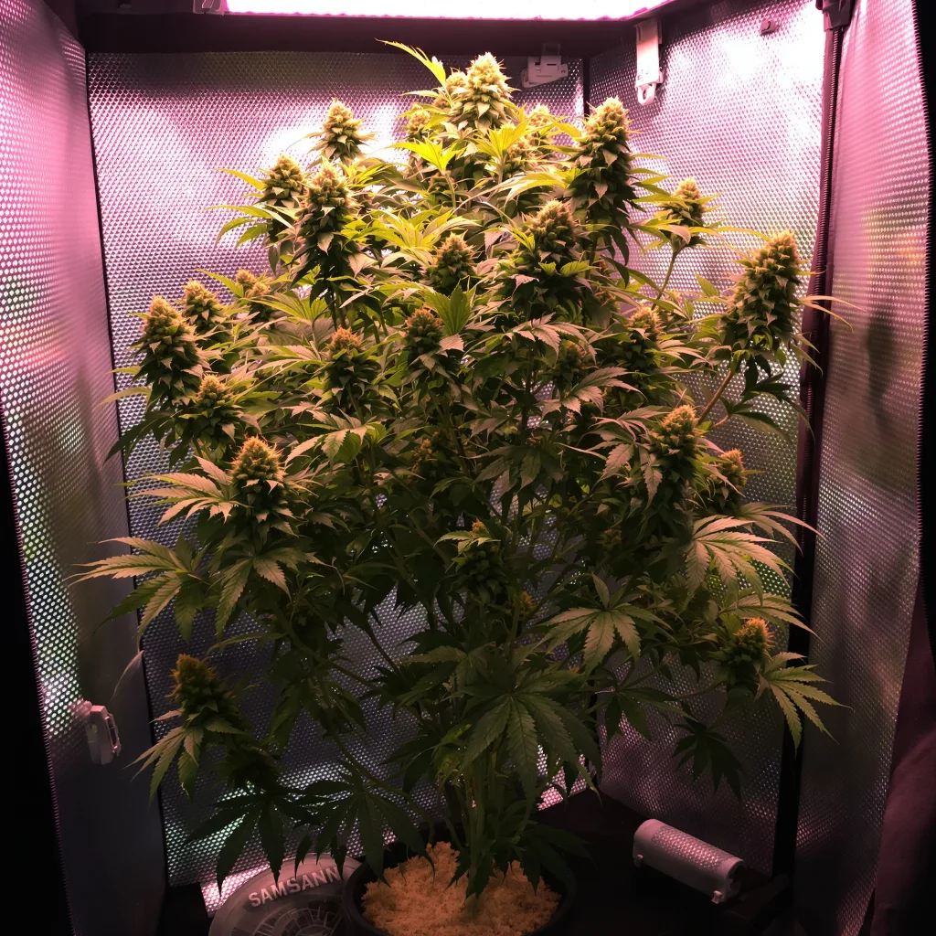 OG Diesel Kush 35% indica / 65% sativa flower with visible trichomes
