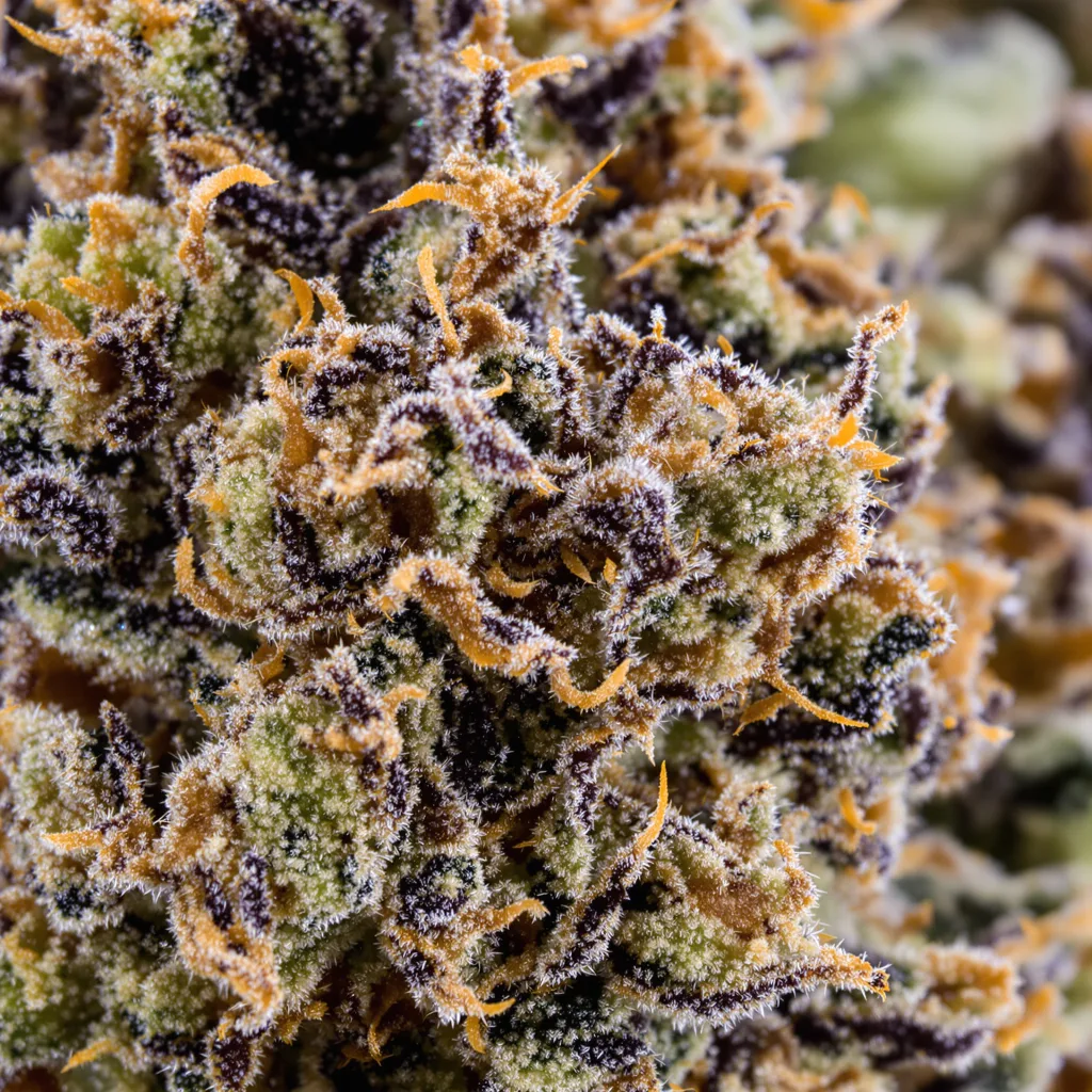 OG’s Pearl cannabis plant in flowering stage — 90-130 cm feminised