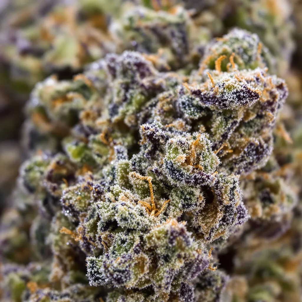 Opal OG Kush cannabis plant in flowering stage — 90-130 cm feminised