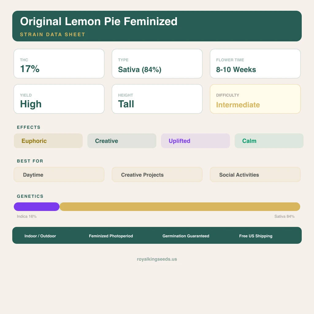 Original Lemon Pie 16% indica / 84% sativa flower with visible trichomes
