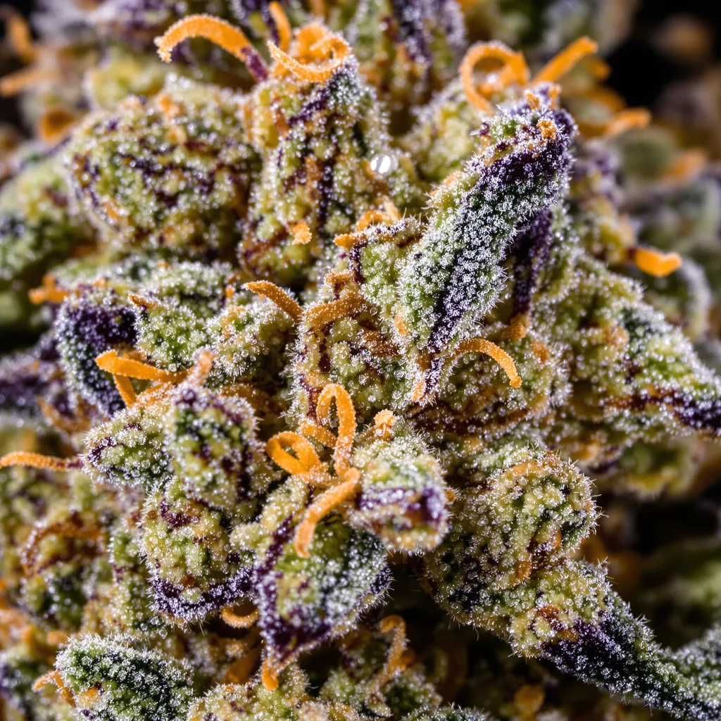 Pandora’s Box cannabis plant in flowering stage — 120-180 cm feminised