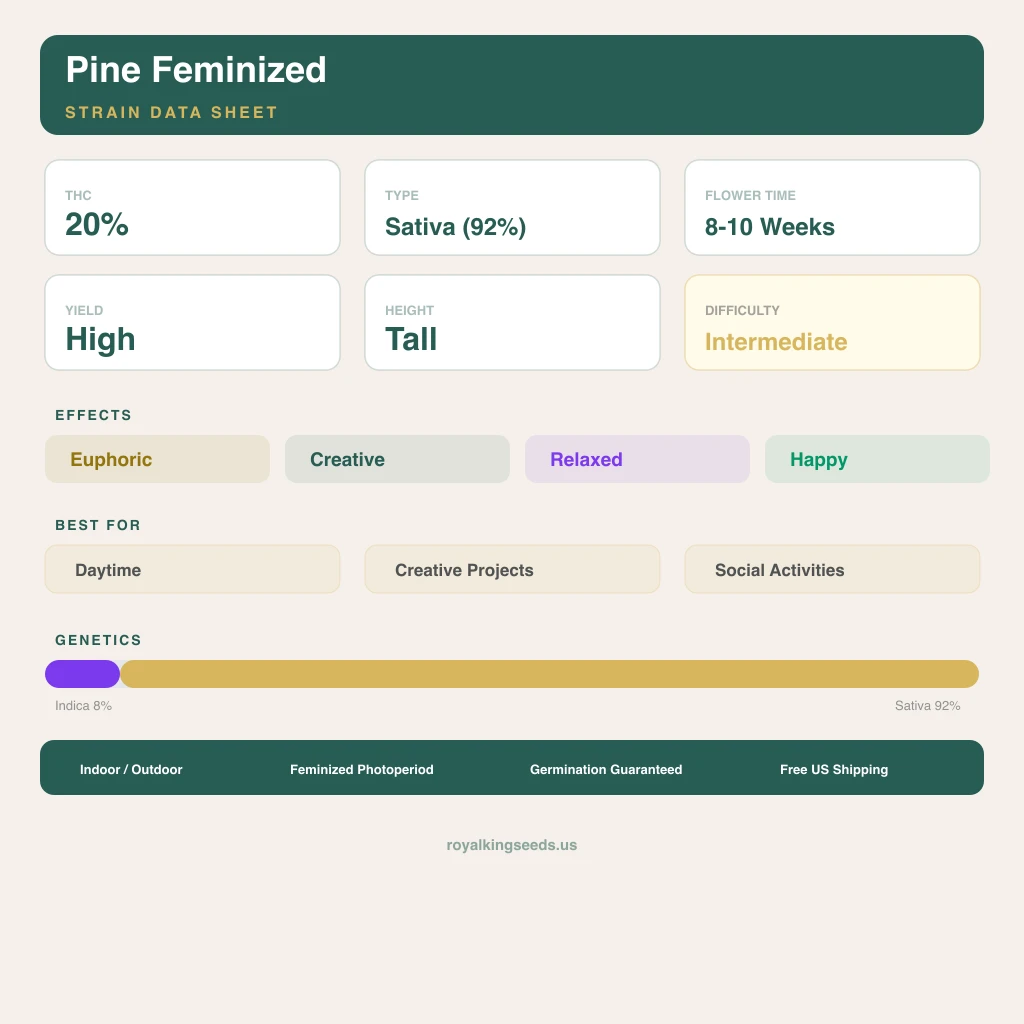 Pine 8% indica / 92% sativa flower with visible trichomes
