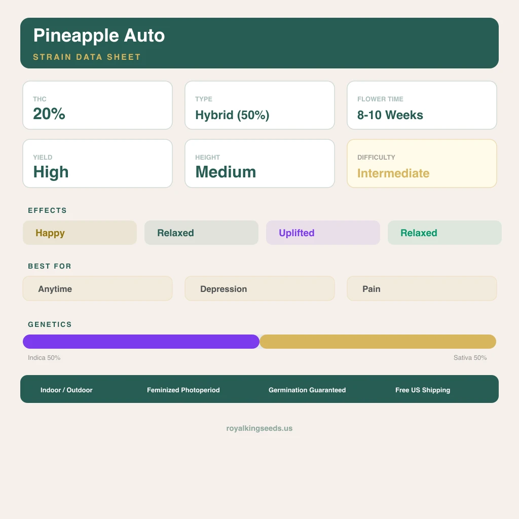 Pineapple 50% indica / 50% sativa flower with visible trichomes