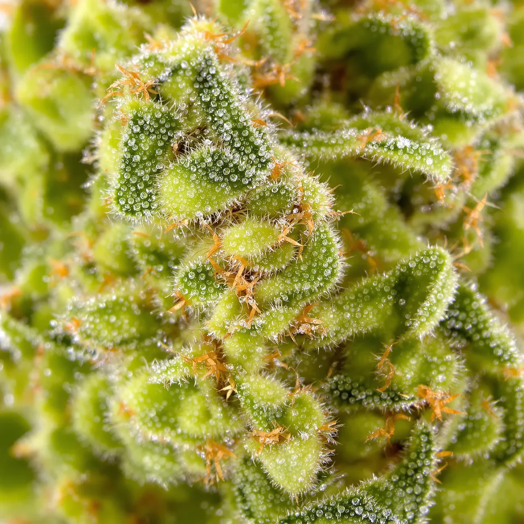 Pineapple Jack cannabis plant in flowering stage — 150-200 cm feminised