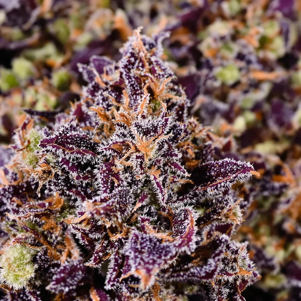 Pink Death Star cannabis plant in flowering stage — 90-130 cm feminised