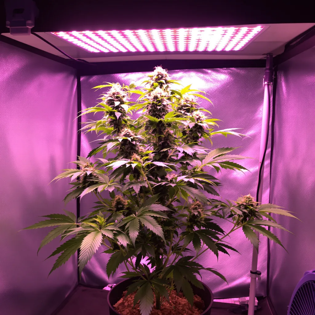 Pink Panther 70% indica / 30% sativa flower with visible trichomes