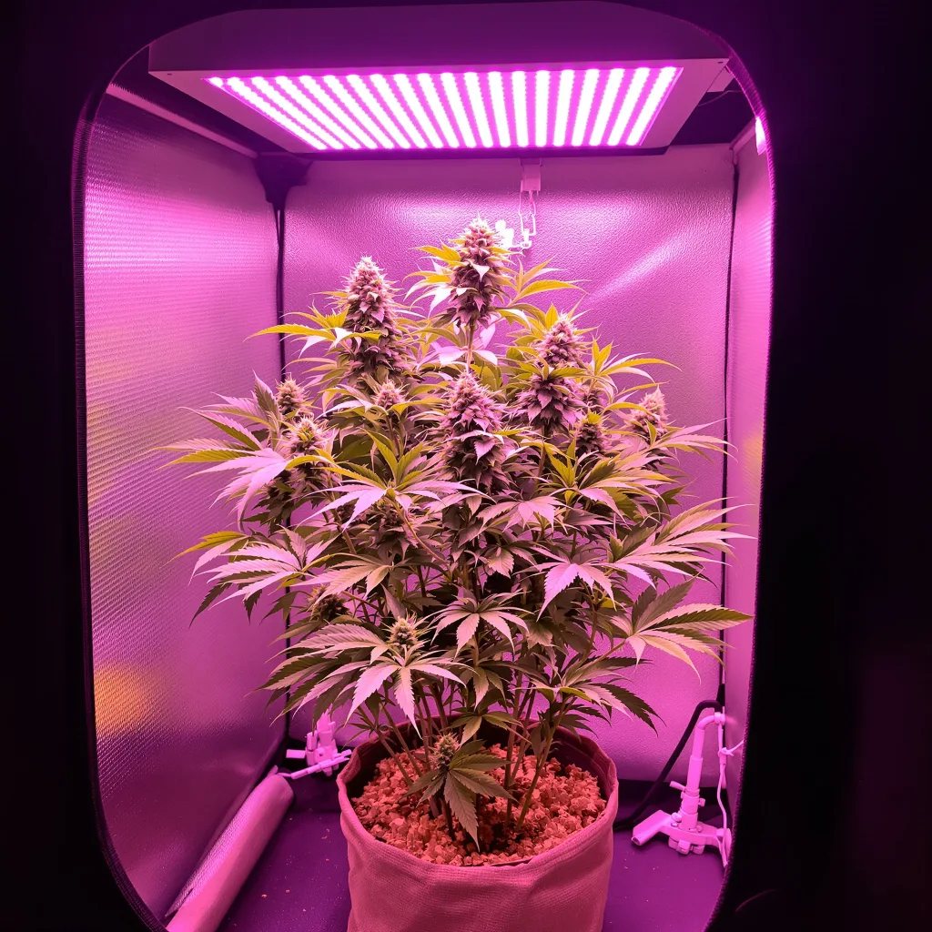 Pinkman Goo cannabis plant in flowering stage — 60-100 cm autoflower