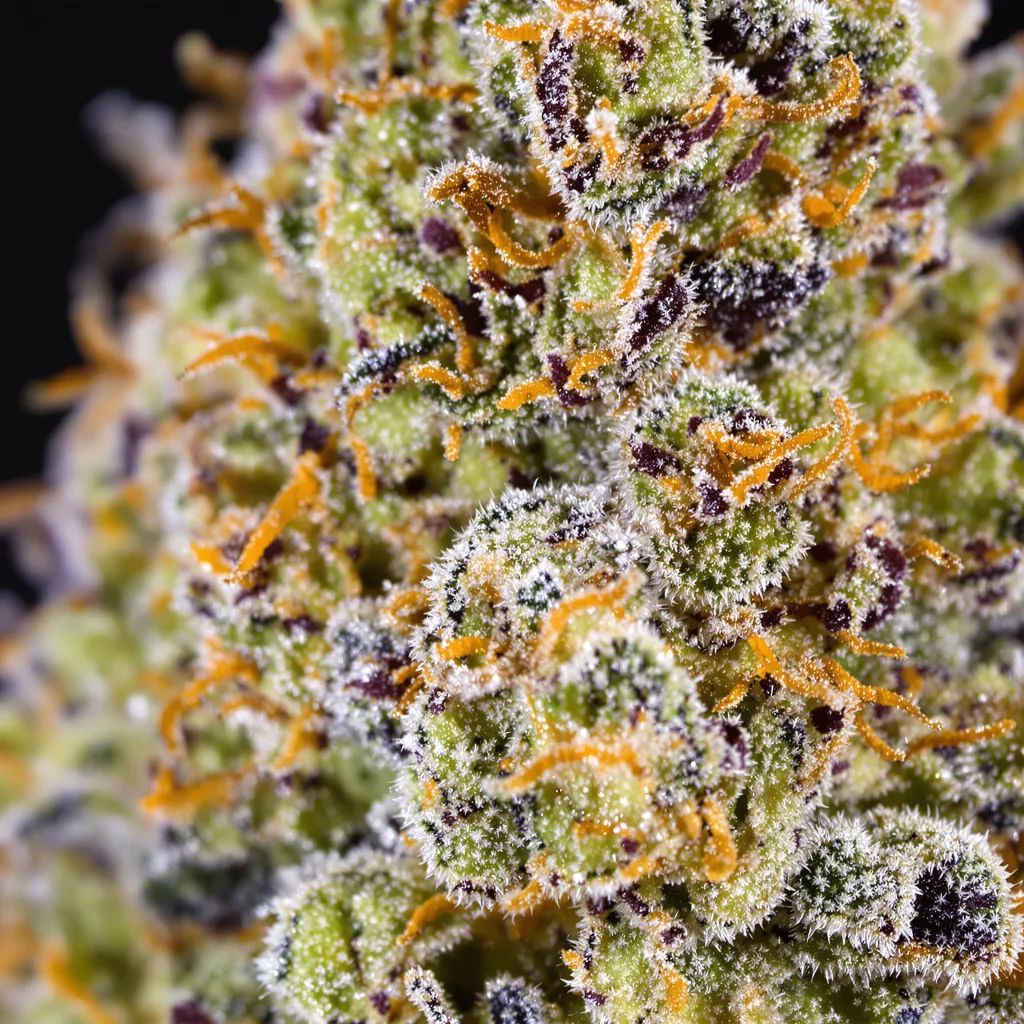 Platinum GSC cannabis plant in flowering stage — 120-180 cm feminised