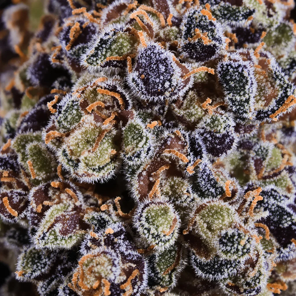 Pokie cannabis plant in flowering stage — 90-130 cm feminised