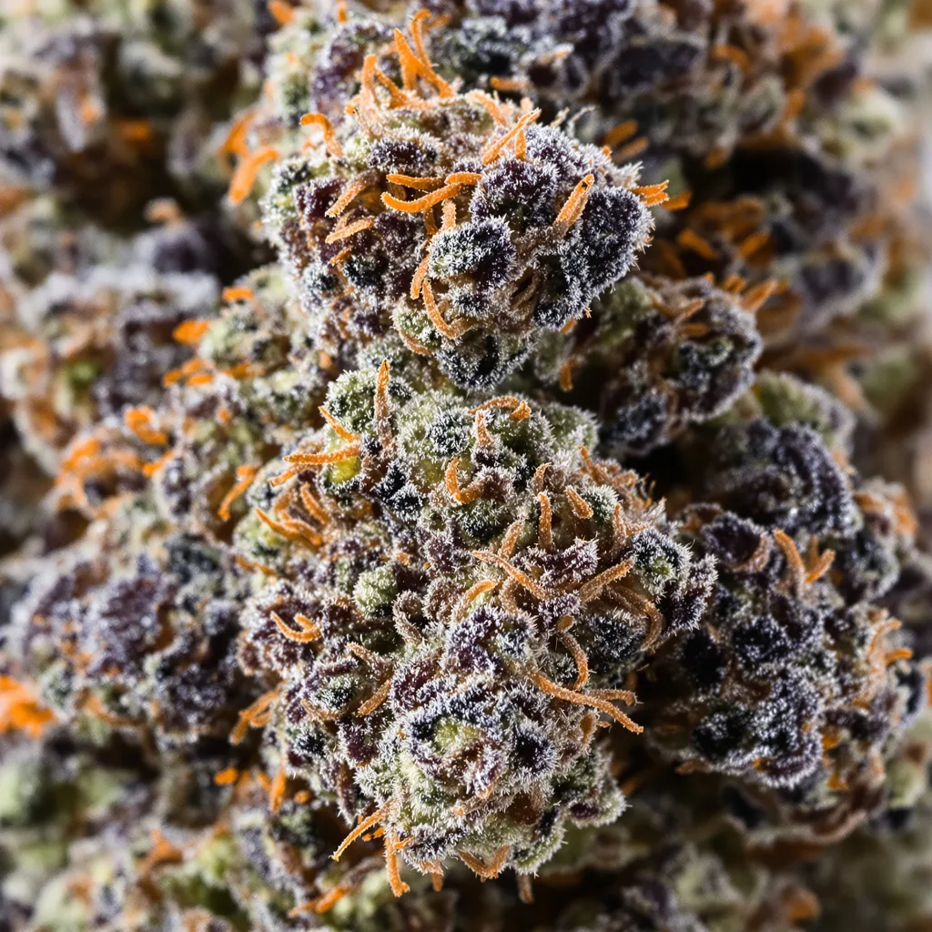 Presidential OG cannabis plant in flowering stage — 90-130 cm feminised